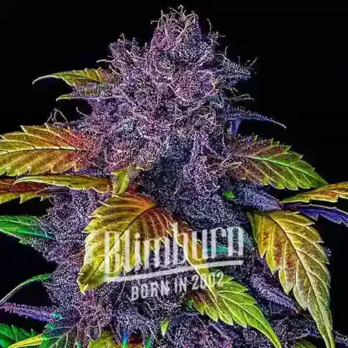Blimburn Seeds Cannabis Seeds Purple Lemonade Auto 100 db