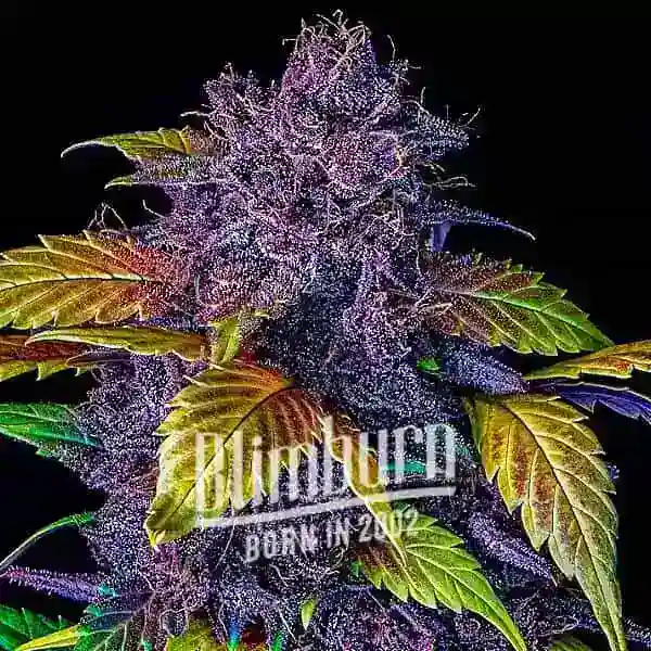 Blimburn Seeds Cannabis Seeds Purple Lemonade Auto 100 db
