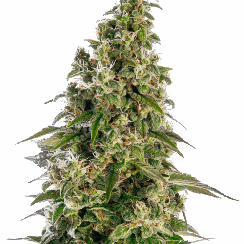 Sensi Seeds Cannabis Seeds Afghani #1 Automatic® Feminized