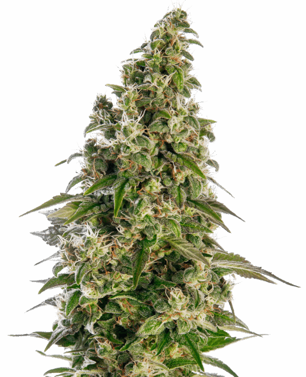 Sensi Seeds Cannabis Seeds Afghani #1 Automatic® Feminized