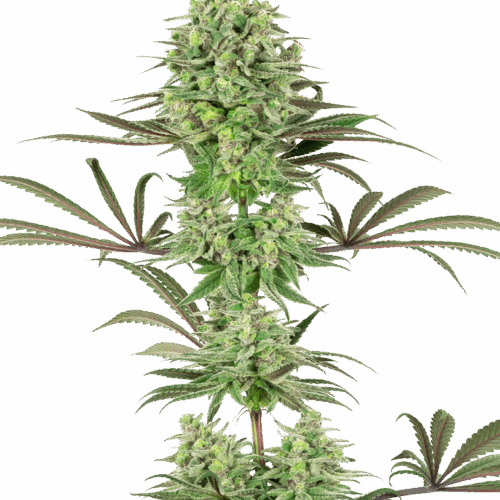 Sensi Seeds Cannabis Seeds Double Banana Kush Feminized by White Label