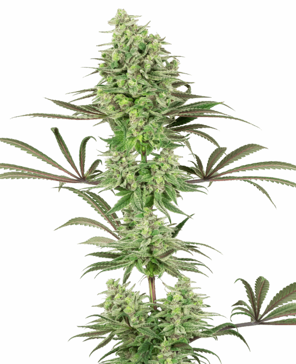 Sensi Seeds Cannabis Seeds Double Banana Kush Feminized by White Label