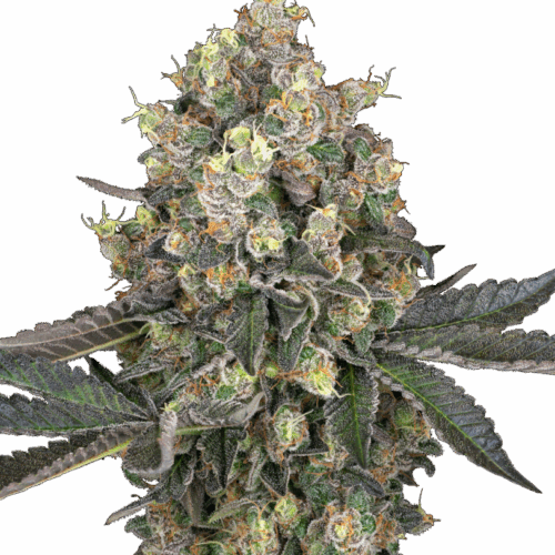 Sensi Seeds Cannabis Seeds Sweet Berry Breeze White Label nőiesített