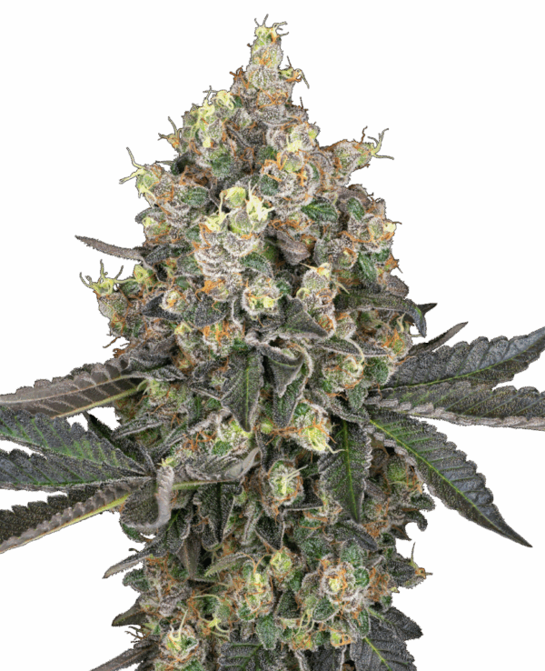 Sensi Seeds Cannabis Seeds Sweet Berry Breeze White Label nőiesített