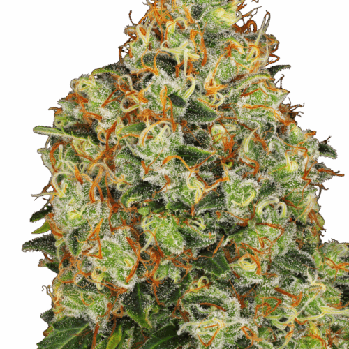 Sensi Seeds Cannabis Seeds Sweet Tangerine Tango Automatic Feminized by White Label