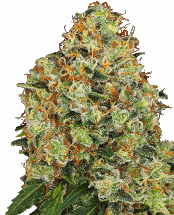 Sensi Seeds Cannabis Seeds Sweet Tangerine Tango Automatic Feminized by White Label