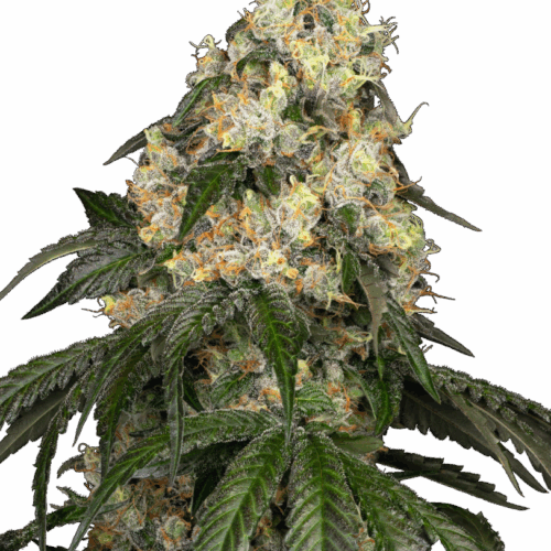 Sensi Seeds Cannabis Seeds White Biscotti OG XXL Feminized by White Label