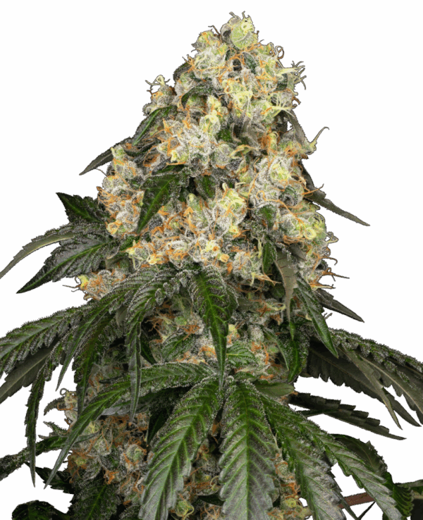 Sensi Seeds Cannabis Seeds White Biscotti OG XXL Feminized by White Label