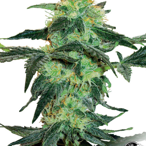 Sensi Seeds Cannabis Seeds White Ice Regular