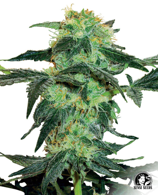 Sensi Seeds Cannabis Seeds White Ice Regular