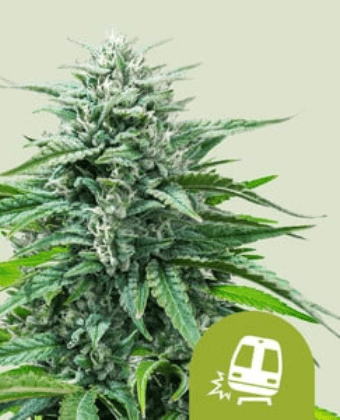 Royal Queen Seeds Cannabis Seeds Trainwreck Auto 10 db