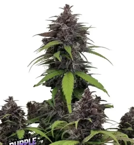 Fast Buds Cannabis Seeds Purple Haze Auto 10 db