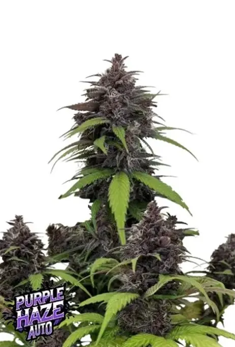 Fast Buds Cannabis Seeds Purple Haze Auto 10 db