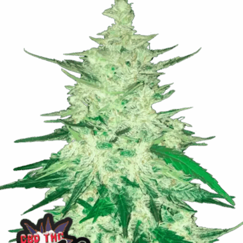 Fast Buds Cannabis Seeds CBD Crack Auto 100 db