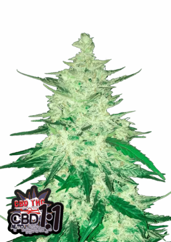 Fast Buds Cannabis Seeds CBD Crack Auto 100 db