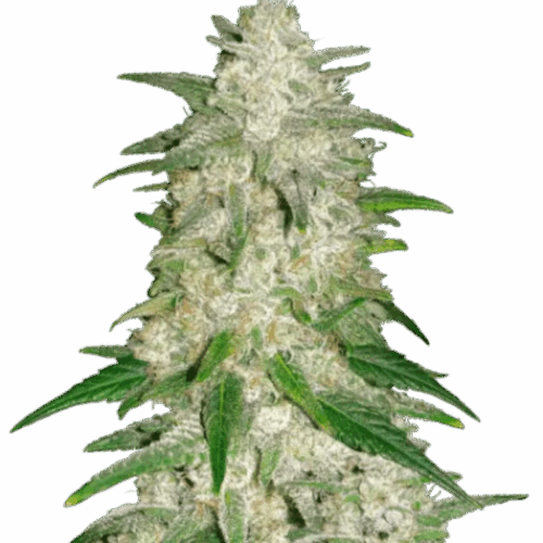 Fast Buds Cannabis Seeds Gelato Auto 100 db