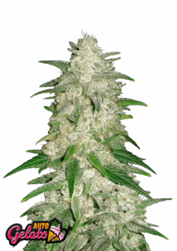 Fast Buds Cannabis Seeds Gelato Auto 100 db