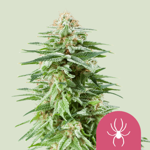 Royal Queen Seeds Cannabis Seeds White Widow Feminized 25 db