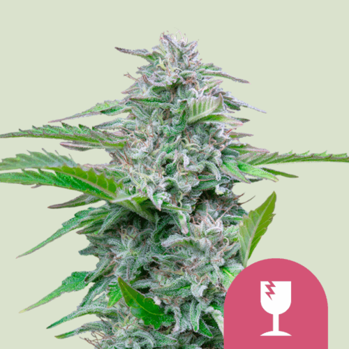 Royal Queen Seeds Cannabis Seeds Critical Feminized 25 db