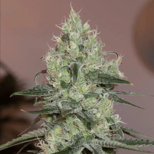 Silent Seeds Classic Cannabis Seeds Original Amnesia Feminized 10 db