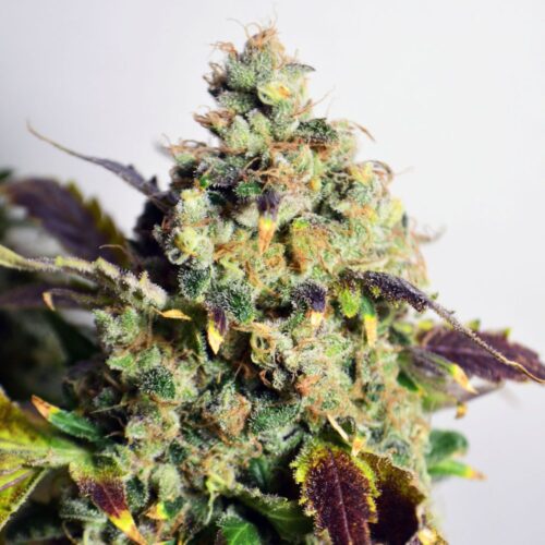 Doctor´s Choice Seeds DC Kush Photo Nőiesített 10 db