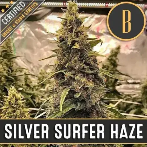Blimburn Seeds Cannabis Seeds Silver Surfer Haze Nőiesített 3 pár