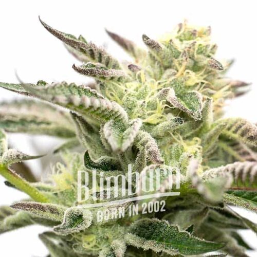 Blimburn Seeds Cannabis Seeds Gorilla Sherbet Nőiesített 100 db