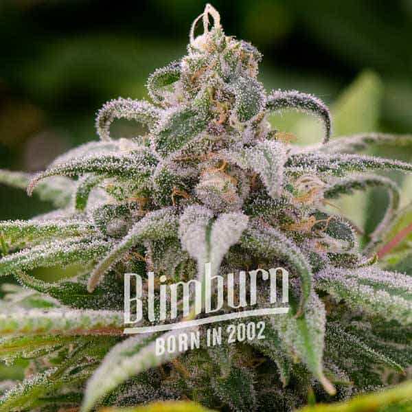 Blimburn Seeds Cannabis Seeds Maui Waui Nőiesített 100 db