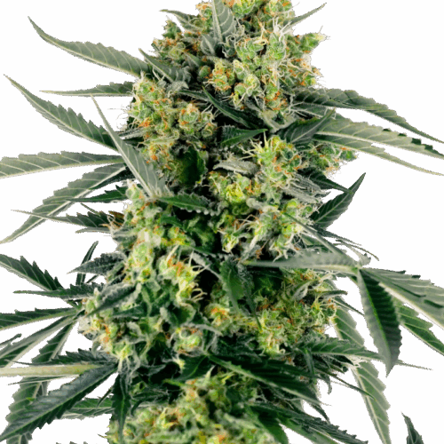 Sensi Seeds Cannabis Seeds Blueberry Zkittlez Automatic Feminized