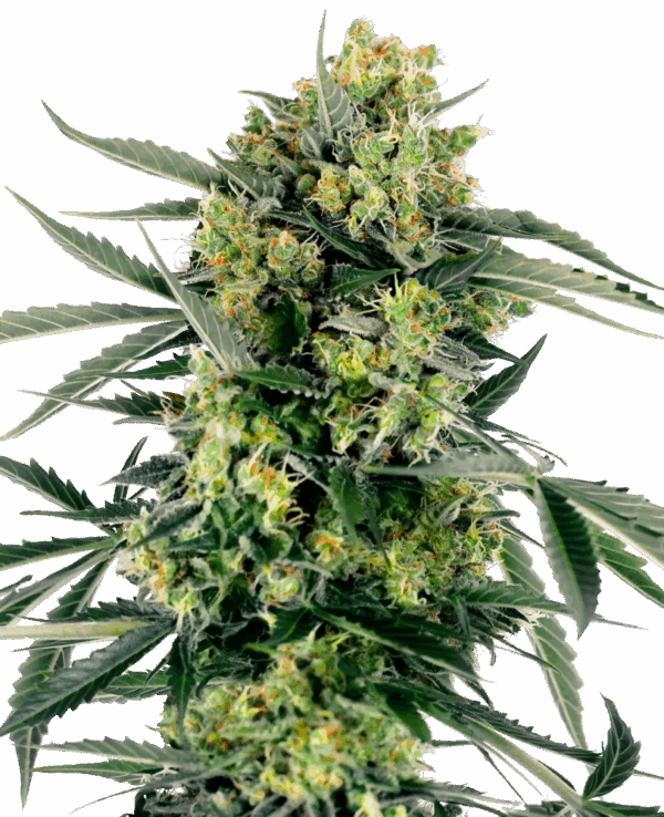 Sensi Seeds Cannabis Seeds Blueberry Zkittlez Automatic Feminized