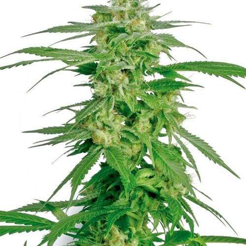 Sensi Seeds Cannabis Seeds Holland's Hope Regular