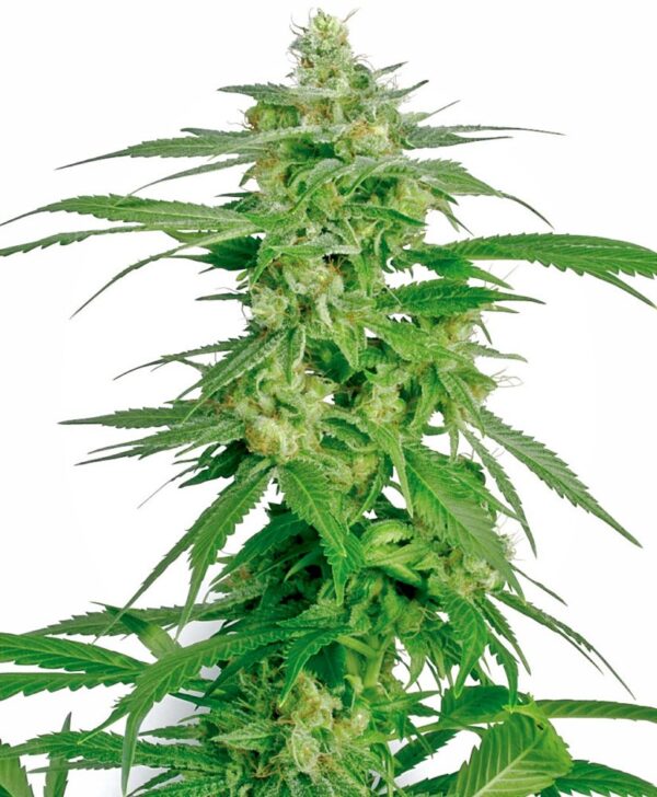 Sensi Seeds Cannabis Seeds Holland's Hope Regular