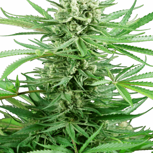 Sensi Seeds Cannabis Seeds Papi Chulo OG Feminized