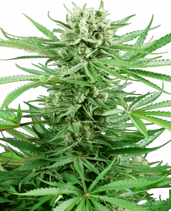 Sensi Seeds Cannabis Seeds Papi Chulo OG Feminized
