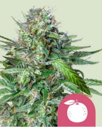Royal Queen Seeds Cannabis Seeds Tangie Feminized 10 db