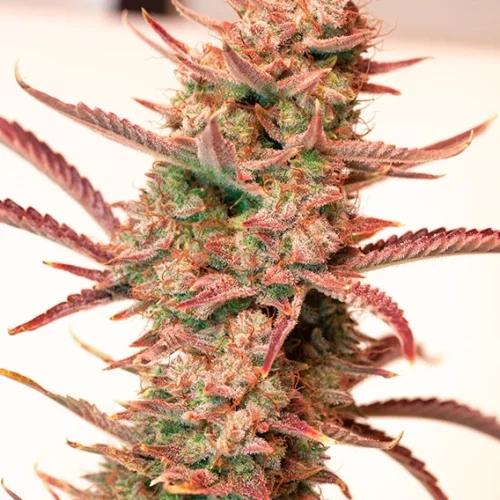 Dutch Passion Cannabis Seeds Auto Banana Blaze® Autoflowering 7 db