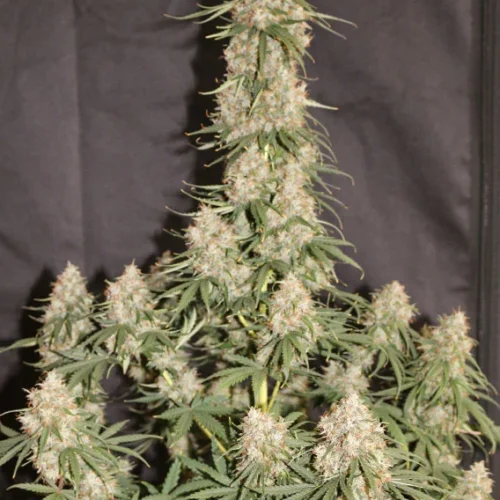 Dutch Passion Cannabis Seeds Auto Blueberry® Autoflowering 100 db