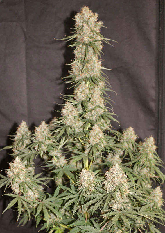 Dutch Passion Cannabis Seeds Auto Blueberry® Autoflowering 100 db
