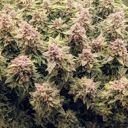Dutch Passion Cannabis Seeds Auto Euforia® Autoflowering 100 db