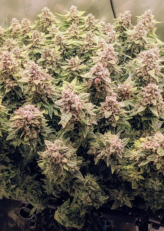 Dutch Passion Cannabis Seeds Auto Euforia® Autoflowering 100 db