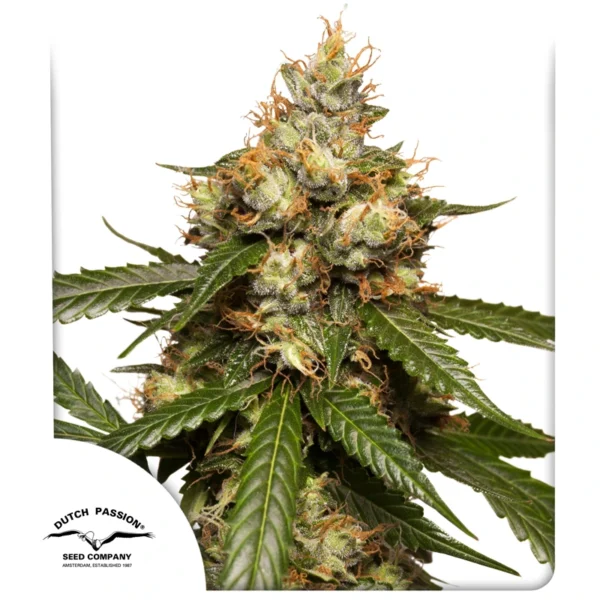 Dutch Passion Cannabis Seeds Auto THC-Victory® Autoflowering 3 pár