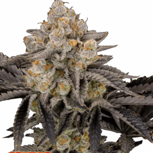Fast Buds Cannabis Seeds Gorilla Cookies FF 100 db