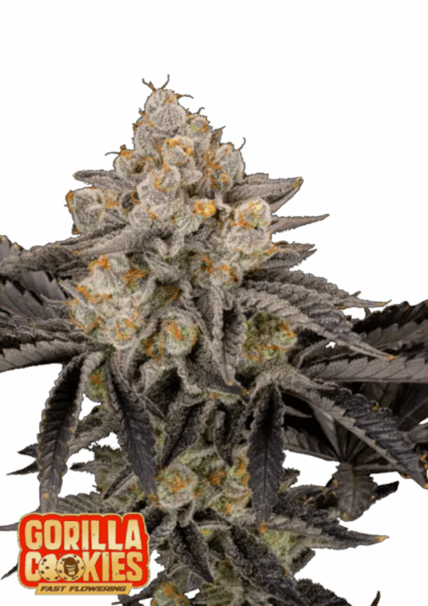 Fast Buds Cannabis Seeds Gorilla Cookies FF 100 db