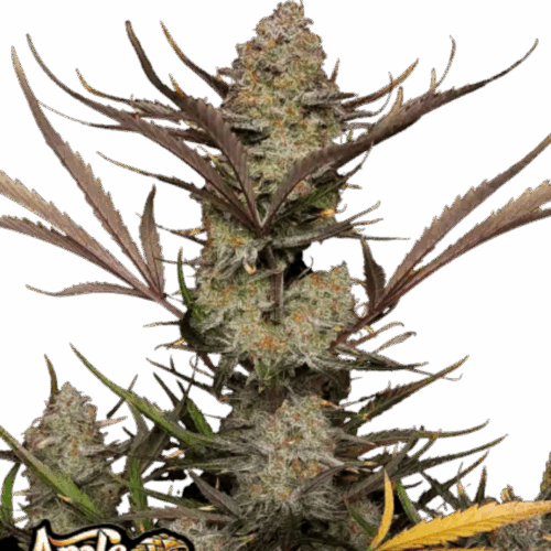 Fast Buds Cannabis Seeds Apple Strudel Auto 100 db