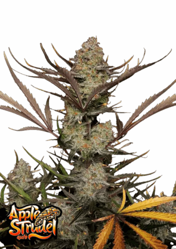 Fast Buds Cannabis Seeds Apple Strudel Auto 100 db