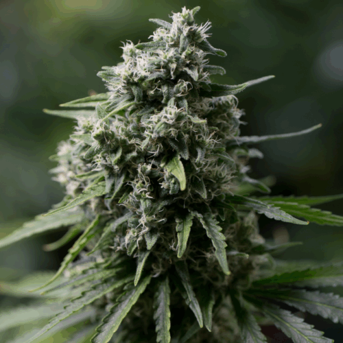 Silent Seeds Classic Cannabis Seeds Critical + 2.0 Nőiesített 25 db