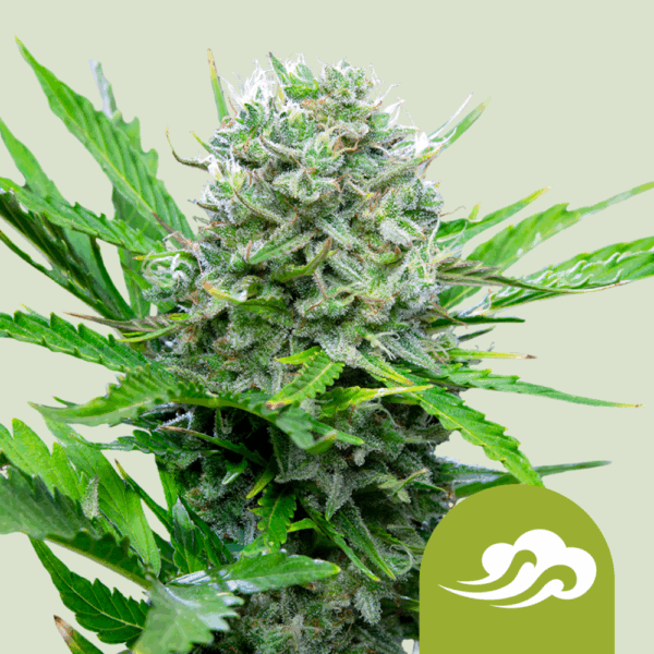 Royal Queen Seeds Cannabis Seeds Royal Bluematic Auto 25 db