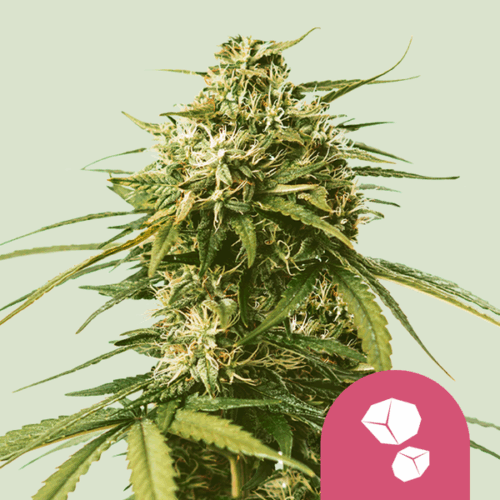 Royal Queen Seeds Cannabis Seeds Gushers Feminized 25 db