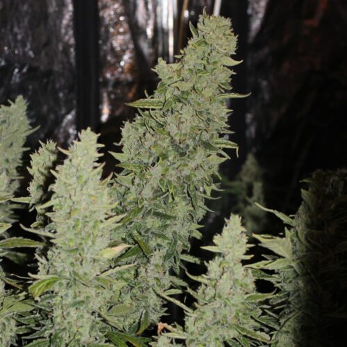 Doctor's Choice Seeds Niagara Auto Feminized 10 db