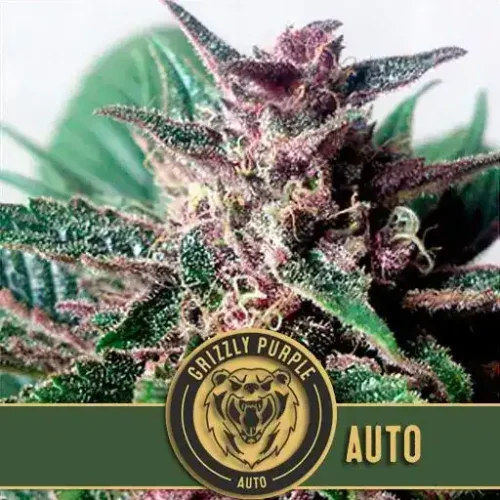 Blimburn Seeds Cannabis Seeds Grizzly Purple Auto 3 pár